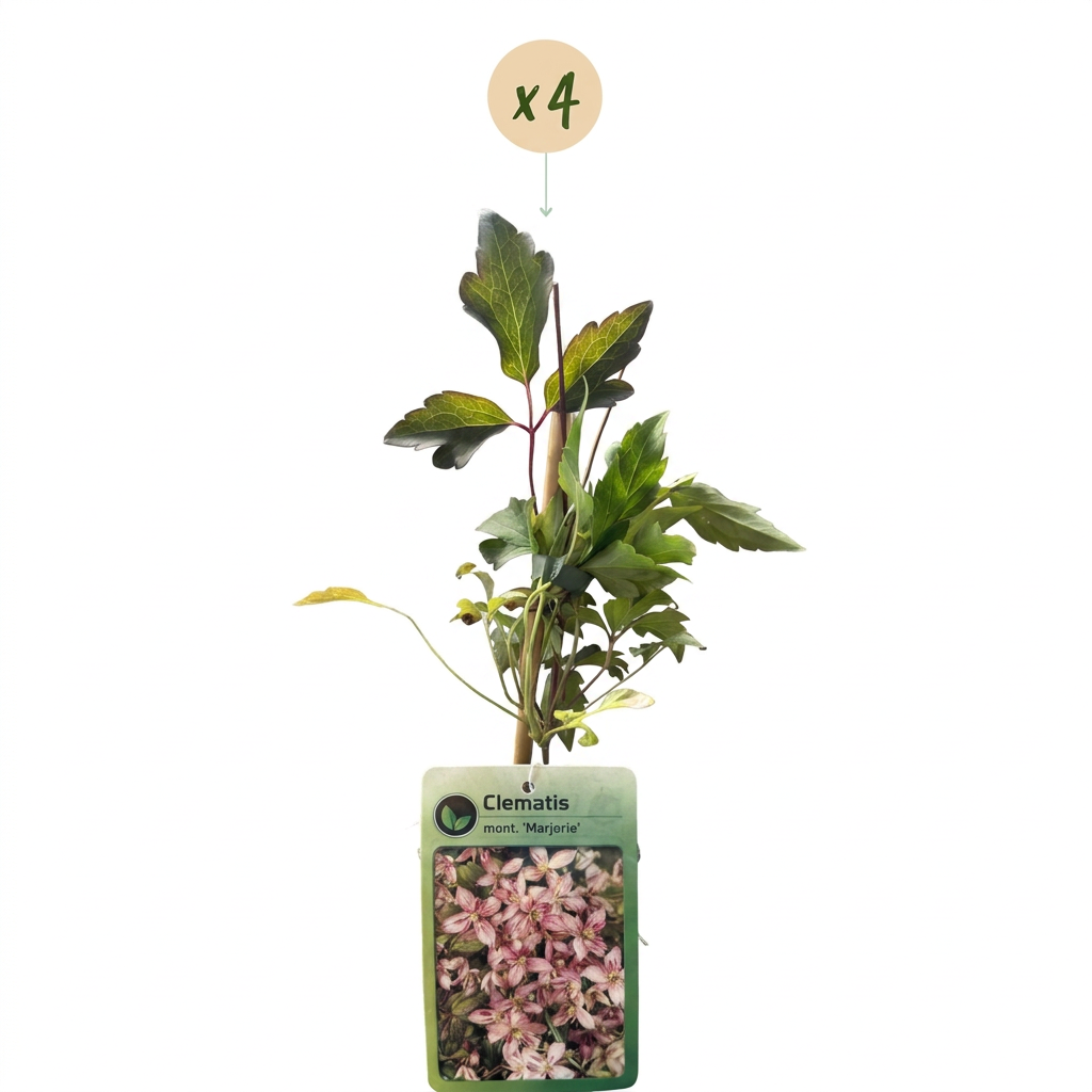 Clematis mont. 'Marjorie' - Bergclematis 4x - Roze - Klimplant - Ø9cm - ↕35cm