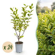 Ligustrum ovalifolium Aureum - Bontbladige Liguster 24x - Haagplanten - Groenblijvend - Bont - Pot 9cm - Hoogte 35-45cm