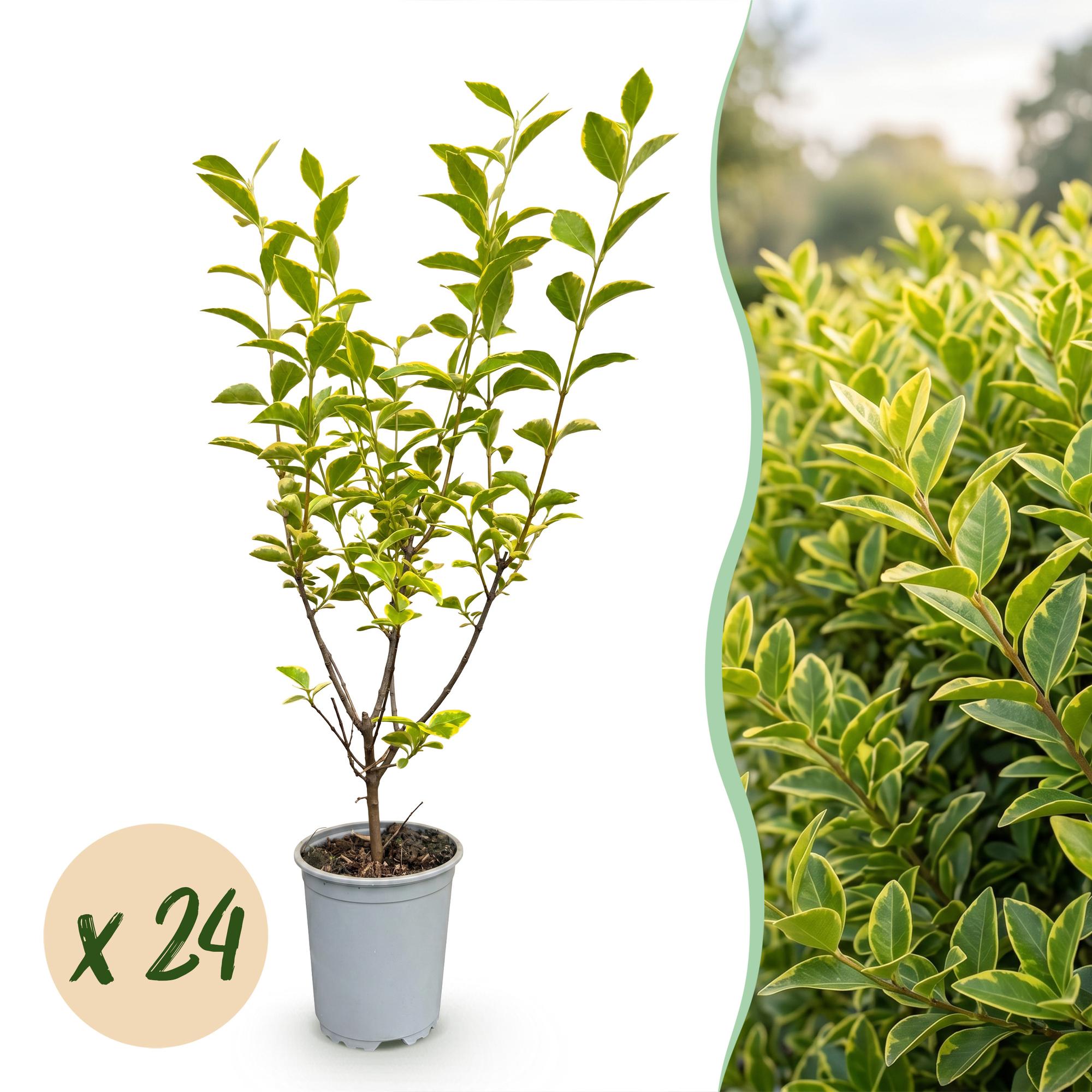 Ligustrum ovalifolium Aureum - Bontbladige Liguster 24x - Haagplanten - Groenblijvend - Bont - Pot 9cm - Hoogte 35-45cm