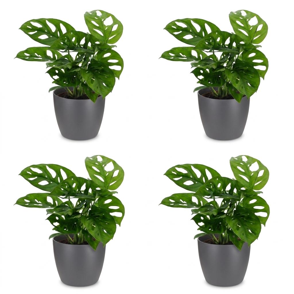Monstera Adansonii - Rhaphidophora Tetrasperma - 4x - met Potter Grijs - Pot 12cm - Hoogte 25cm