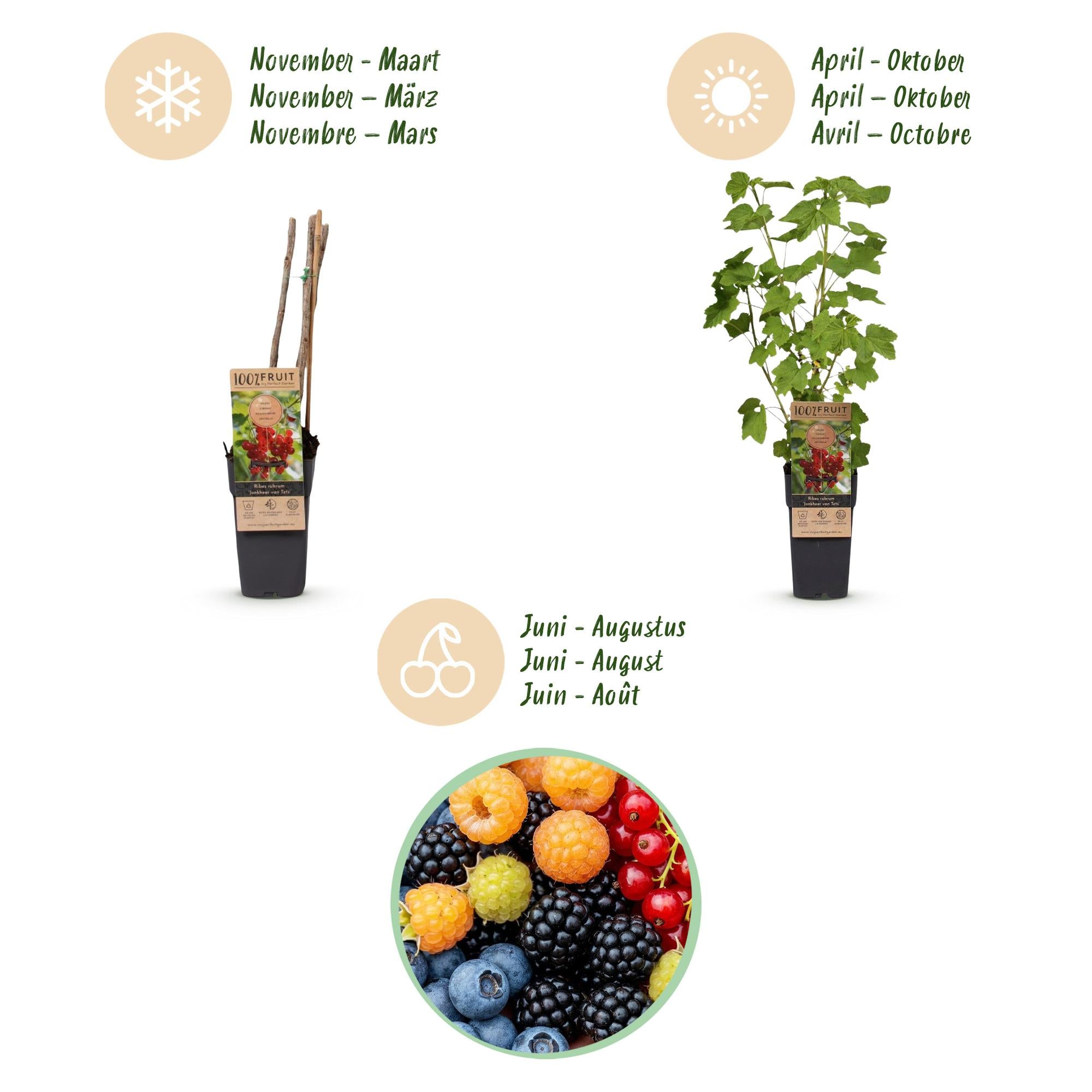 Ribes - Rubes-Vaccinium Mix - Rainbow - Winterhard - Rode Bes - Zwarte Braam - Gele Framboos - Blauwe Bes - 4 Planten - Pot 15cm - Hoogte 50cm