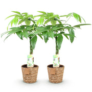 Pachira Aquatica gevlochten stam - Geldboom - met mand - Pot 17cm - Hoogte 60-70cm 2x