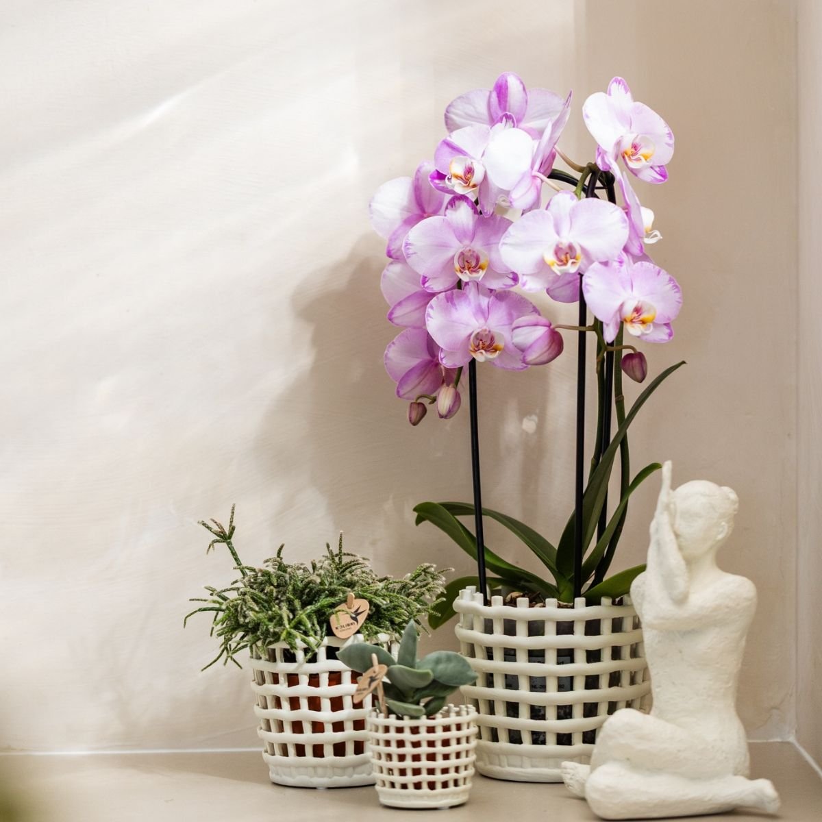 Kolibri Orchids | Combi Deal - 4 Roze Phalaenopsis Orchideeën Niagara Fall Xanion - Ø12 cm