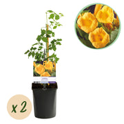 Green boutiQ - Fiore a tromba - Campsis radicans Flave - Fiore giallo - Bassa manutenzione - 2 piante - Vaso 11 cm Altezza 40 cm