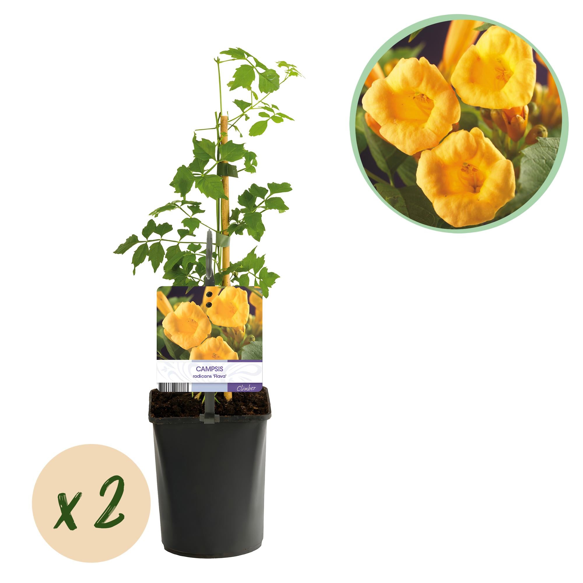 Green boutiQ - Fiore a tromba - Campsis radicans Flave - Fiore giallo - Bassa manutenzione - 2 piante - Vaso 11 cm Altezza 40 cm