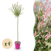 Salix Flamingo - Ø23cm - ↕140-160cm - 4x