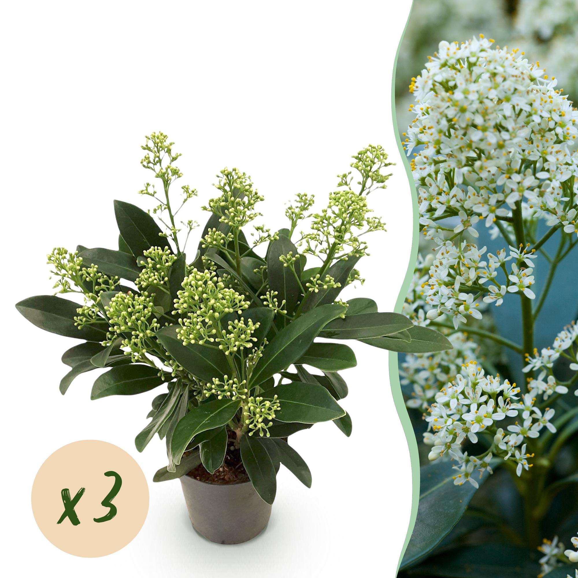 Skimmia japonica Finchy - Bloem Wit - 10+ Bloemen - 3 Planten - Winterhard - Pot 10,5cm Hoogte 25cm