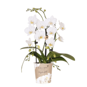 Kolibri Orchids | Witte Phalaenopsis orchidee - Niagara Fall White - Ø9cm