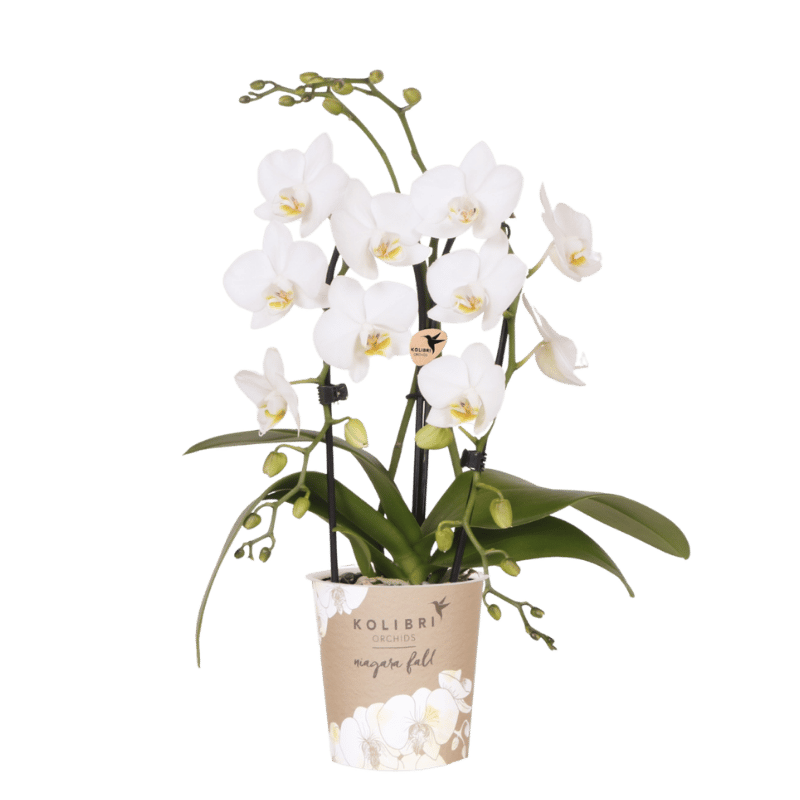 Kolibri Orchids | Witte Phalaenopsis orchidee - Niagara Fall White - Ø9cm