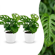 Monstera Adansonii - Rhaphidophora Tetrasperma - 2x - met Potter Wit - Pot 12cm - Hoogte - 25cm