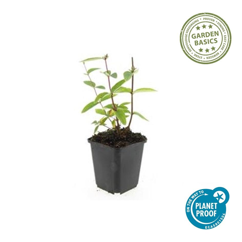 48x Hypericum inodorum 'Annebel' - ↕10-25cm - Ø9cm