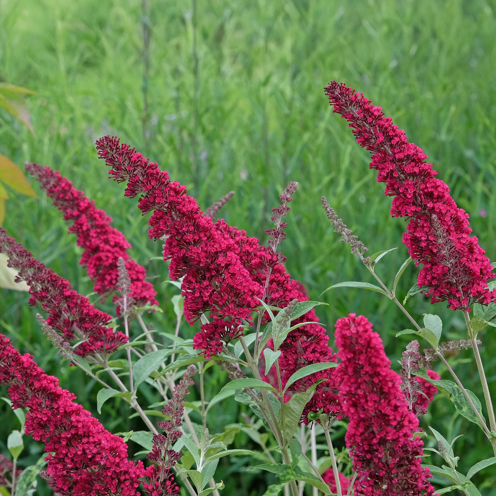 Buddleja davidii Royal Red - Vlinderstruik - Winterhard - Rood - 3 Planten - Pot 17cm - Hoogte 45cm