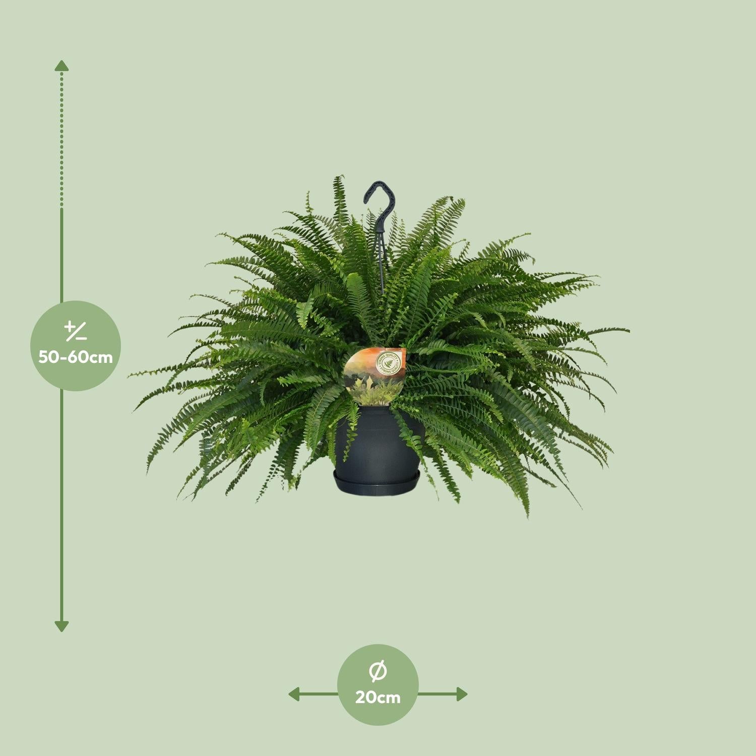 Nephrolepis Dame Verte - Ø20cm - ↕60cm