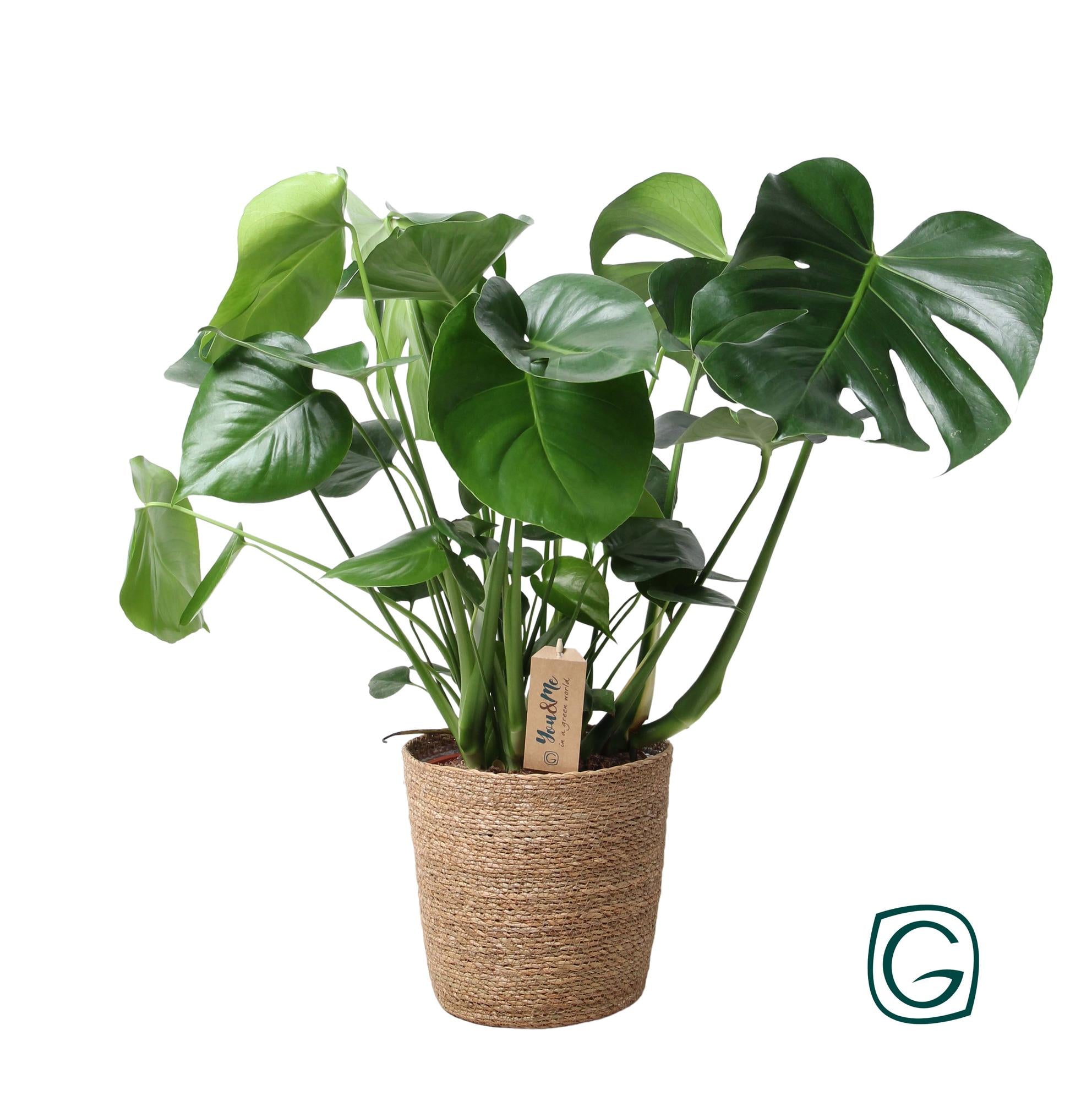 Plants24.eu | Online Planten Kopen
