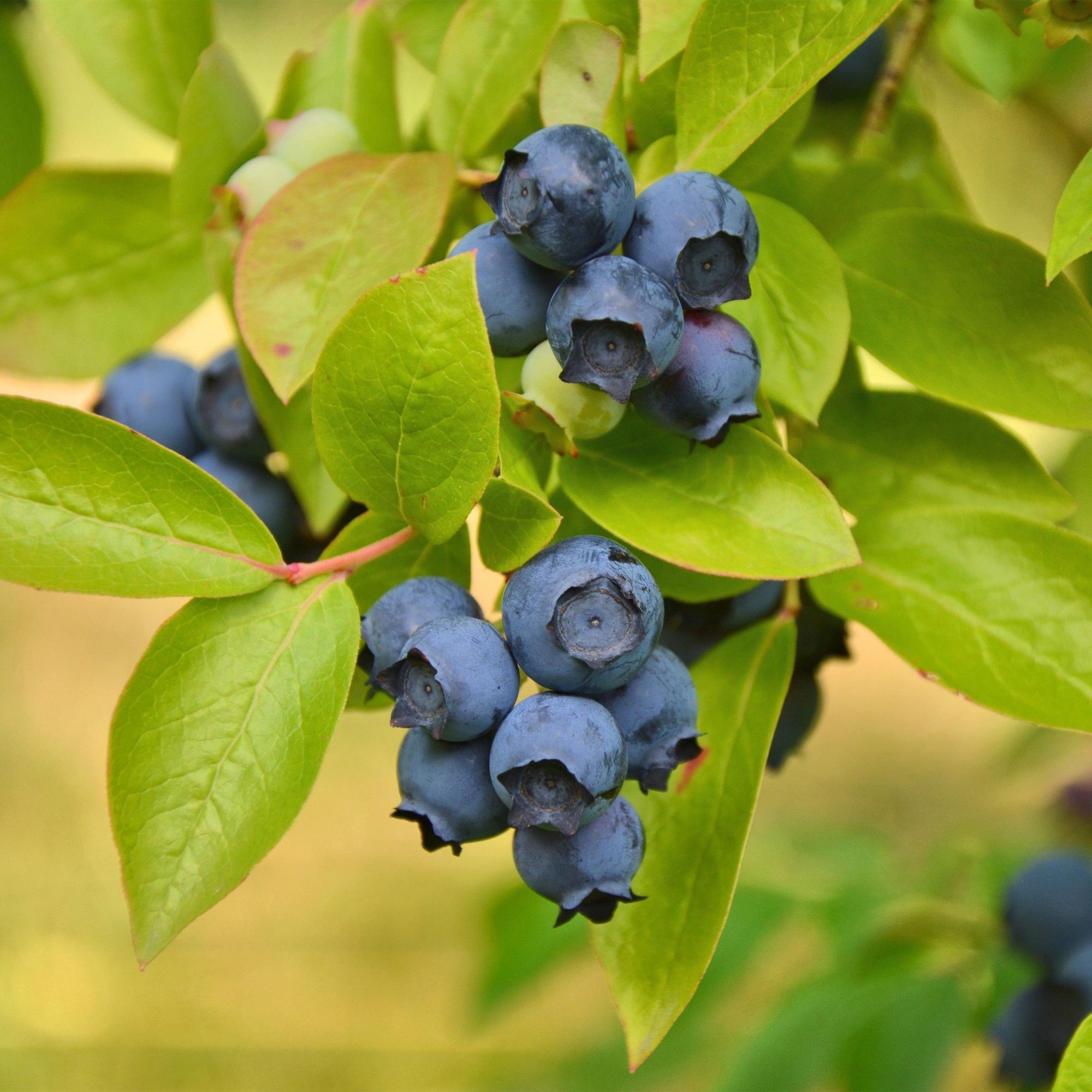 Vaccinium corymbosum Patriot - Bosbes - Winterhard - Blauwe Bes - 2 Planten - Pot 15cm - Hoogte 50cm