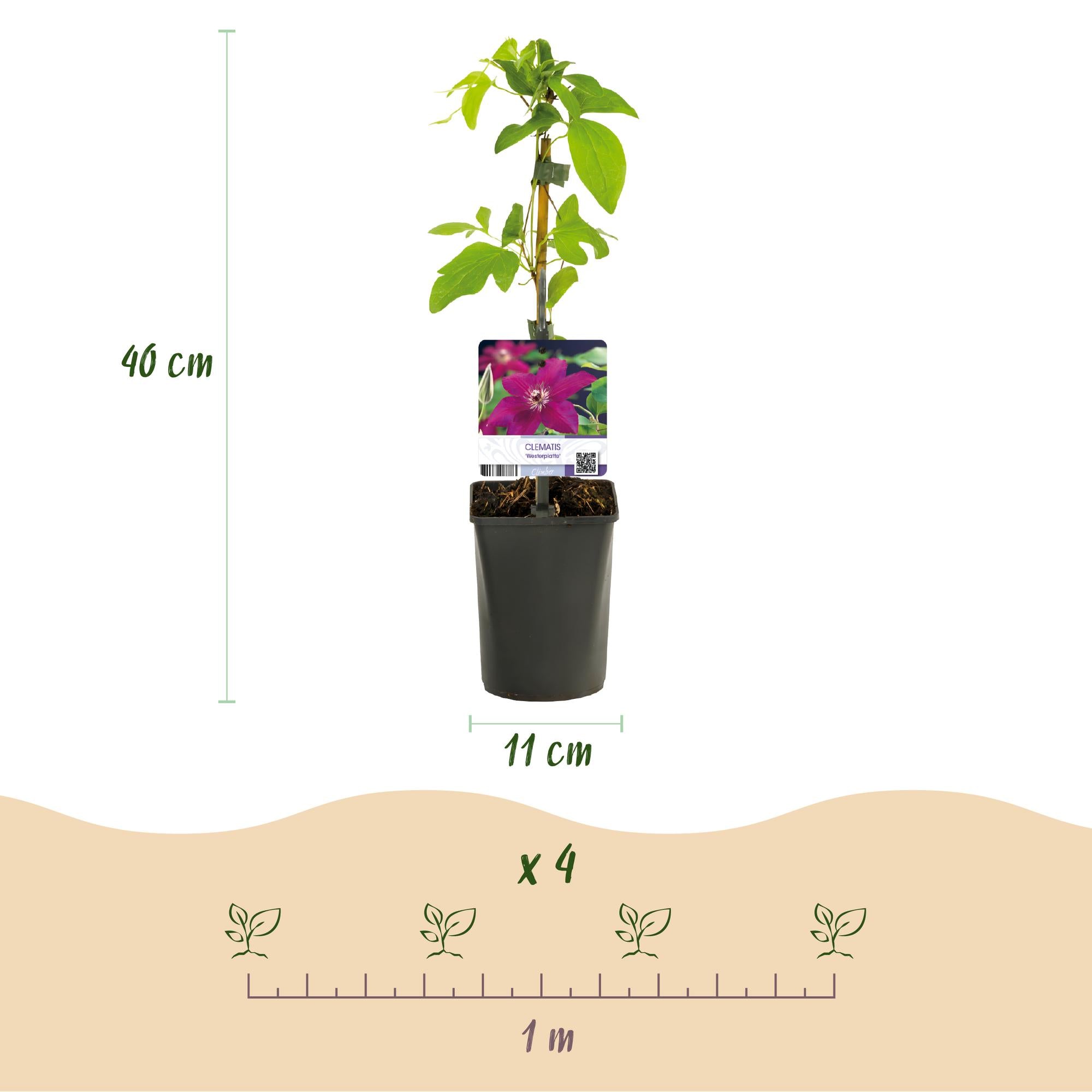 Clematis Westerplatte - Bloem Rood - Weinig onderhoud -2 planten -  Pot 11cm Hoogte 40cm