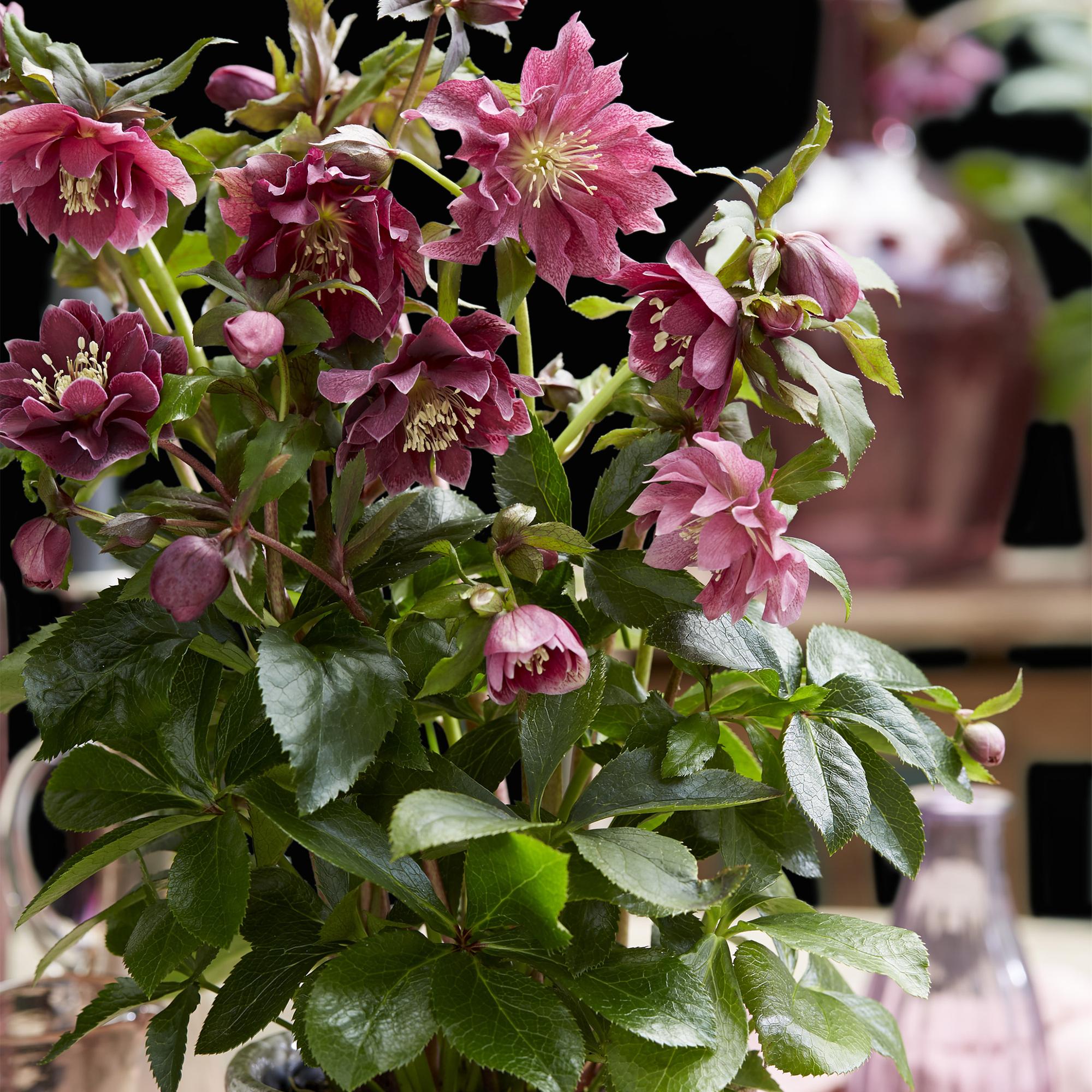 Lenten Rose - Helleborus orientalis Double Ellen Red - Rode Bloem -1 Plant - Groenblijvend - Pot 14cm Hoogte 35cm