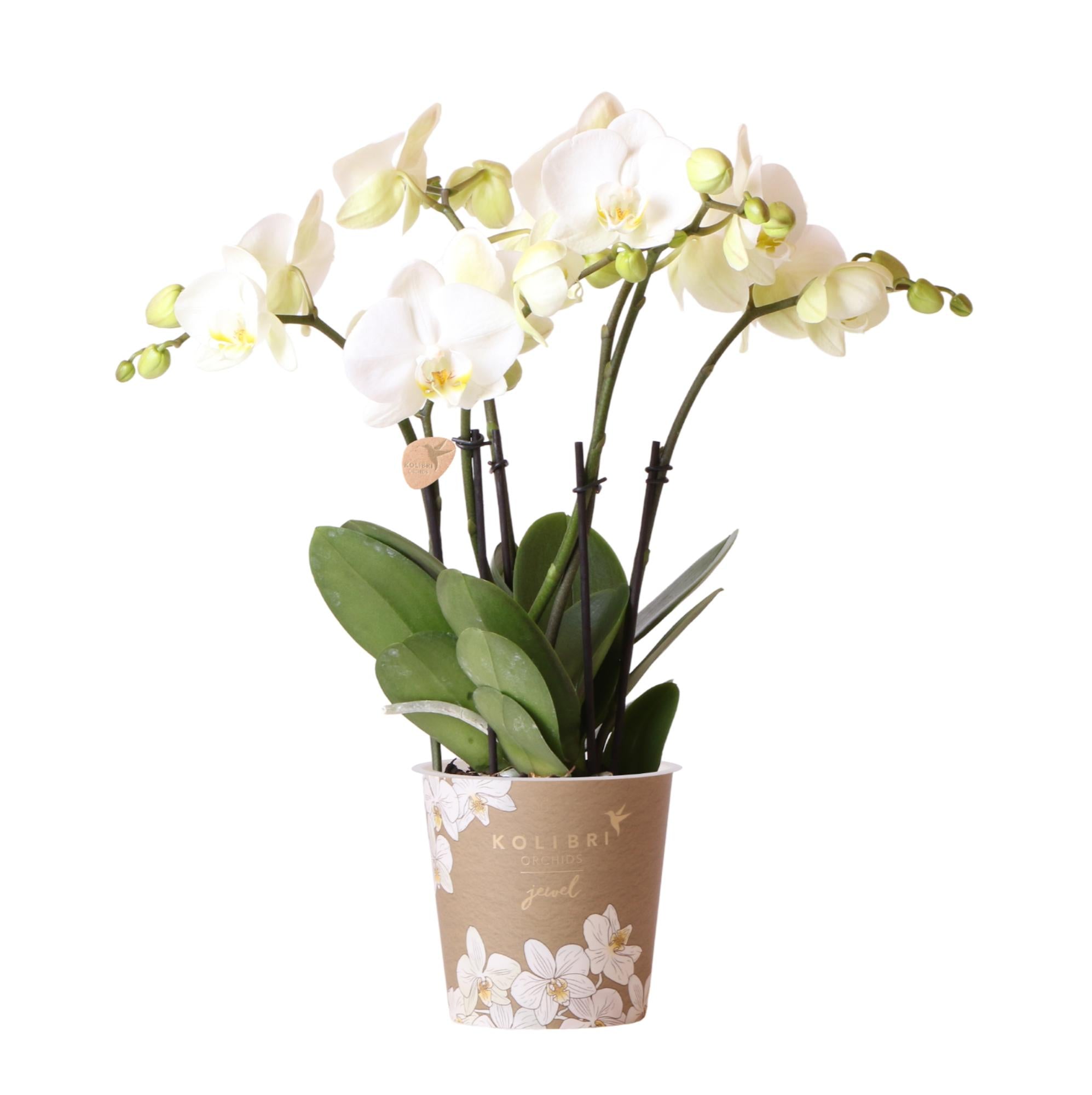Kolibri-Orchideen | Weiße Phalaenopsis-Orchidee, Topfgröße - Jewel Ghent - Topfgröße Ø12cm | Blühende Zimmerpflanze - frisch vom Züchter