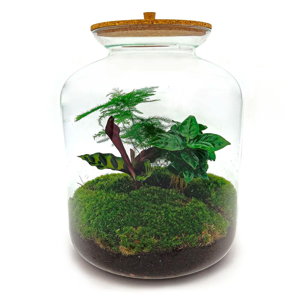 DIY-Terrarium - Lukas - ↕ 33 cm - Normal
