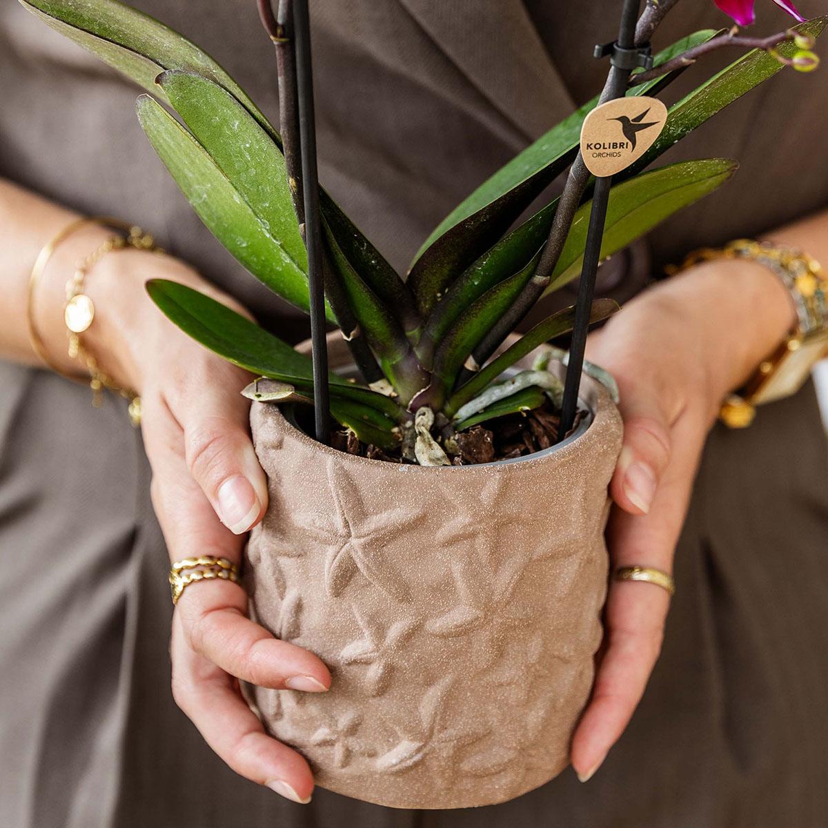 Kolibri Orchids | Set van orchidee Bolzano en succulenten in keramieken sierpotten - potmaat Ø9cm & Ø6cm | bloeiende kamerplant - vers van de kweker