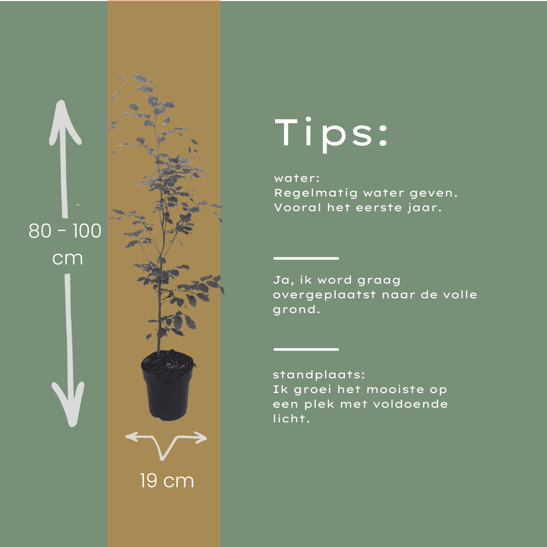 Fagus sylvatica ↕ 80-100 - Ø 19cm - 50x | Mini Pallet