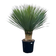 Yucca Rostrata - 140 cm - Ø45