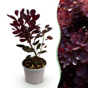 Cotinus coggyria Lilla - Paars 1 Plant - Bladverliezend - Weinig Onderhoud - Pot 12cm Hoogte 35cm