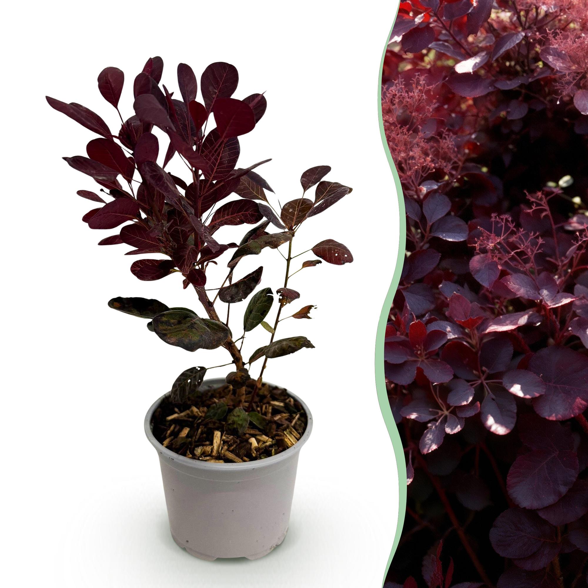 Cotinus coggyria Lilla - Paars 1 Plant - Bladverliezend - Weinig Onderhoud - Pot 12cm Hoogte 35cm