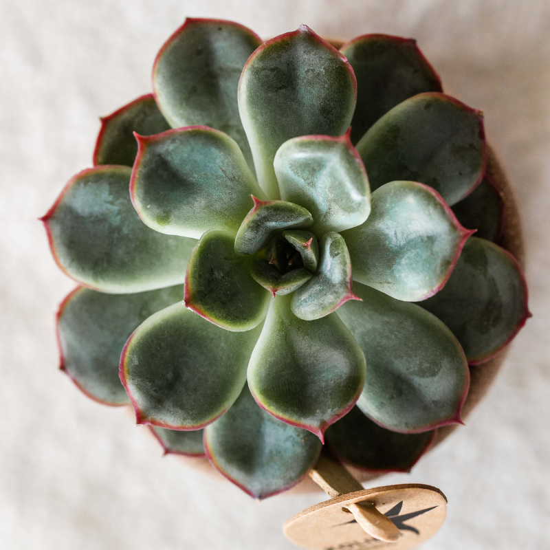 Kolibri Greens | set van 4 groene planten potmaat Ø6cm | groene kamerplant - vers van de kweker