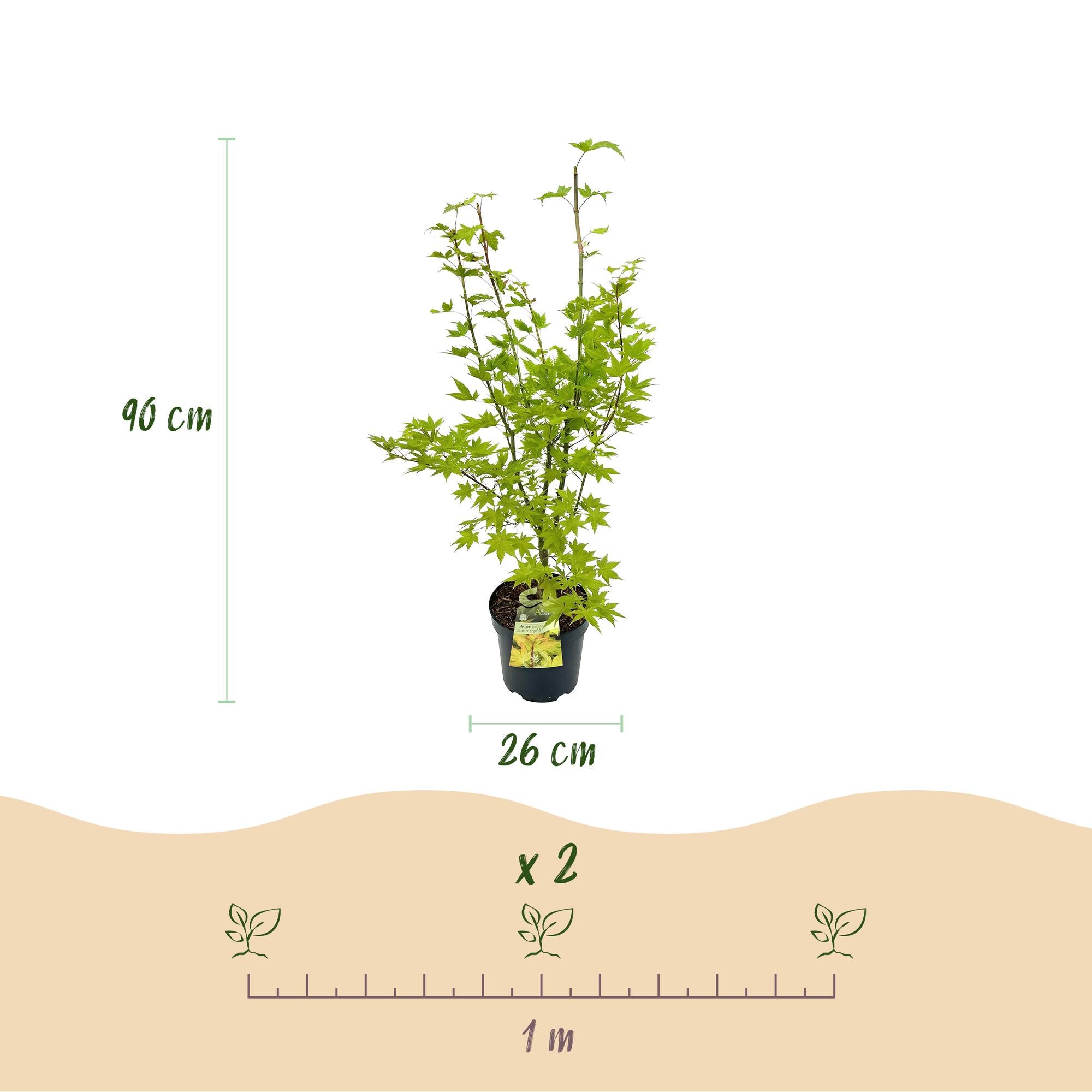 Acer palmatum Summergold - Japanse Esdoorn - Bladverliezend - Geel - 1 - Pot 26cm - Hoogte 90cm