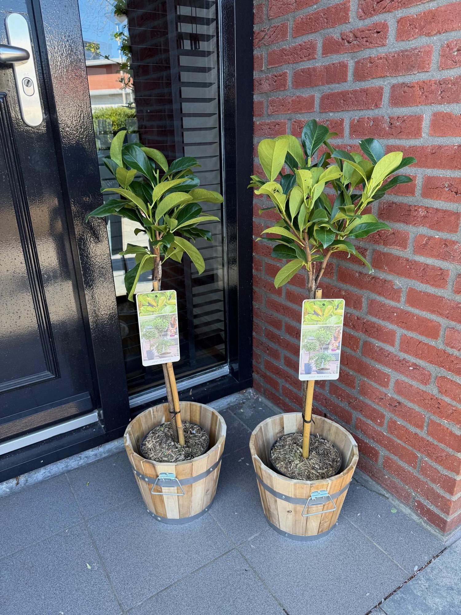 Prunus lauroverasus Etna® - Terras Plant - Bladhoudend - Winterhard - Groen Blad - Pot 19cm Hoogte 90cm