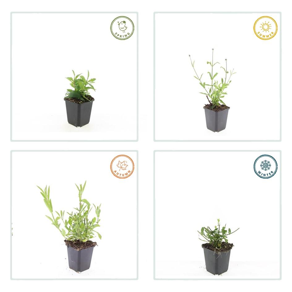 6x Verbena-Gutschein. 'Lollipop' - ↕10-25cm - Ø9cm
