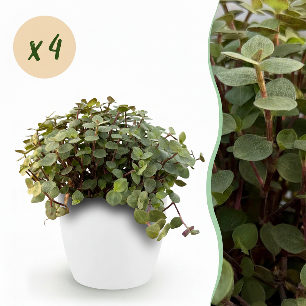 Calissia repens - Kattengras - 4 Planten - met Potter Wit - Pot 12cm - Hoogte 17-20cm