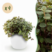 Calissia repens - Kattengras - 4 Planten - met Potter Wit - Pot 12cm - Hoogte 17-20cm