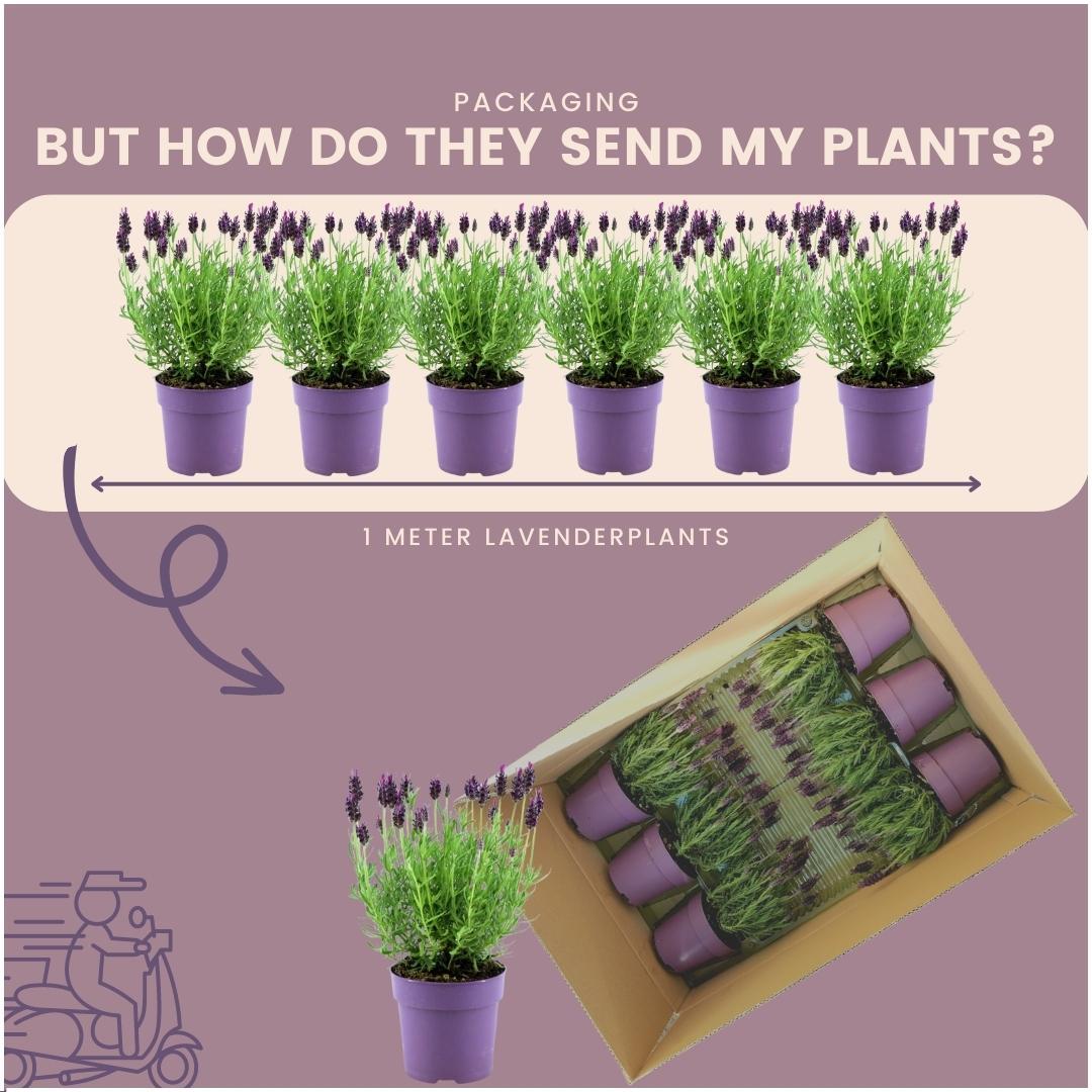 Lavandula stoechas Anouk® - 24x Ø12 cm - ↕25 cm