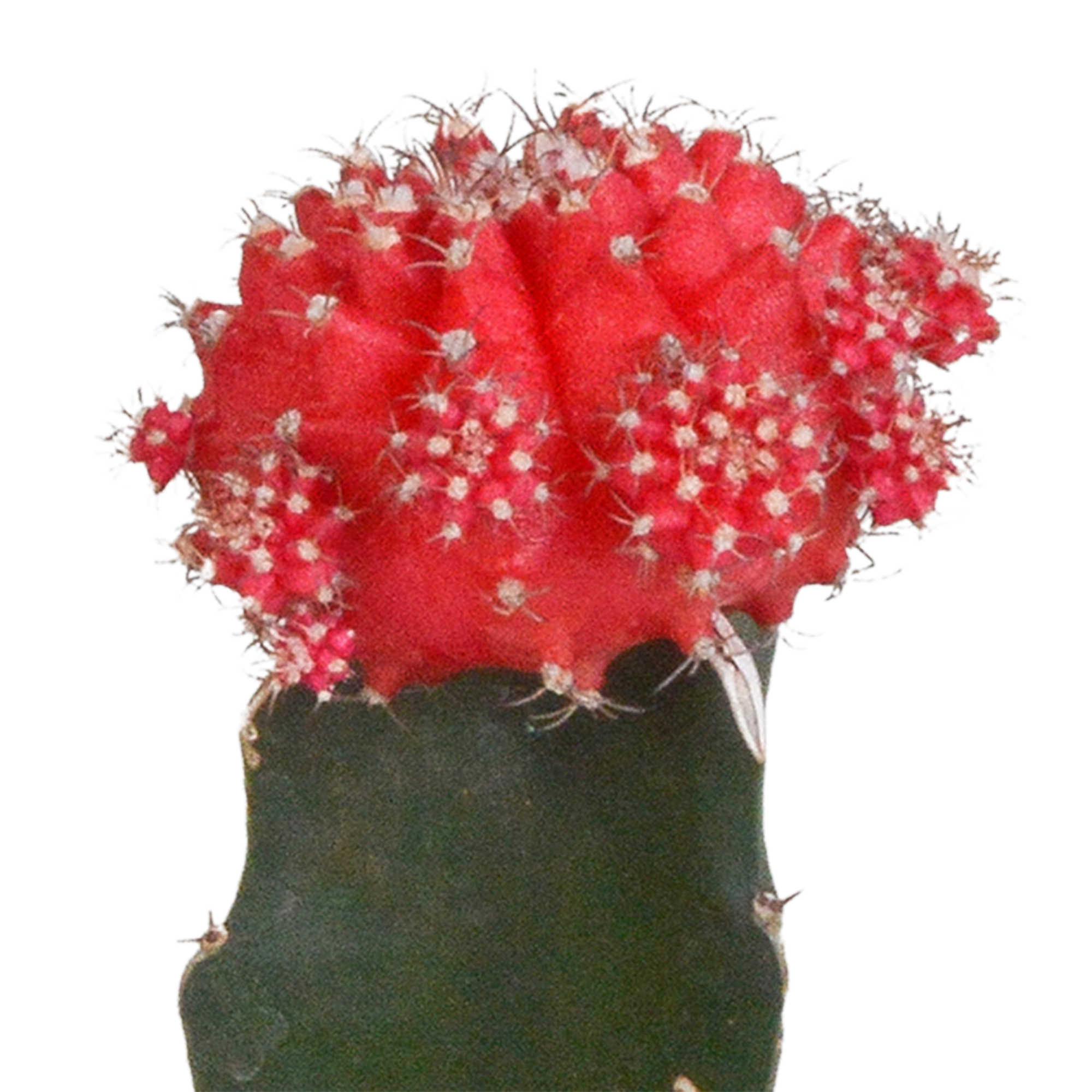 Euphorbia meloformis variegata - Gymnocalycium mix - 5,5 cm - 3x