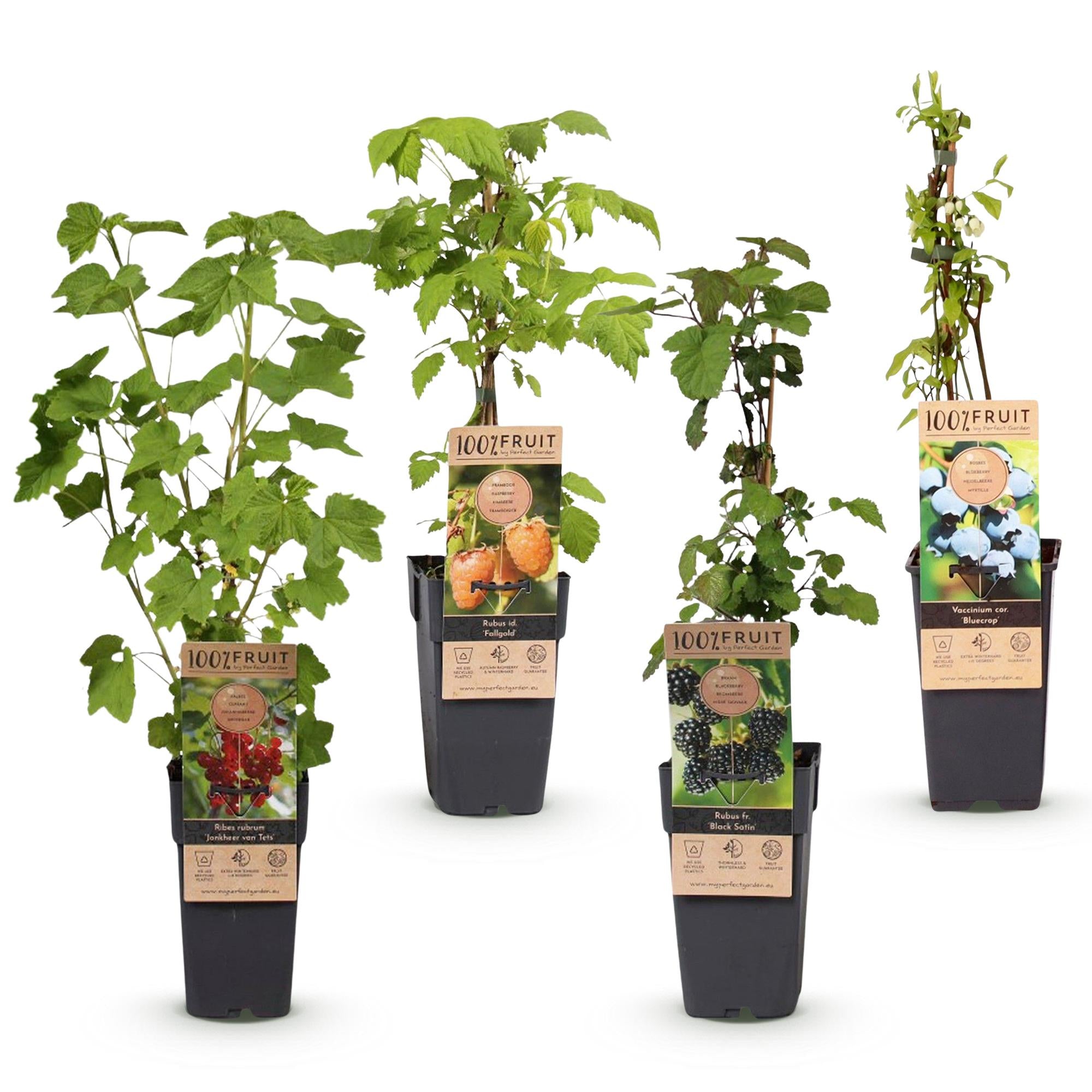 Ribes - Rubes-Vaccinium Mix - Rainbow - Winterhard - Rode Bes - Zwarte Braam - Gele Framboos - Blauwe Bes - 4 Planten - Pot 15cm - Hoogte 50cm