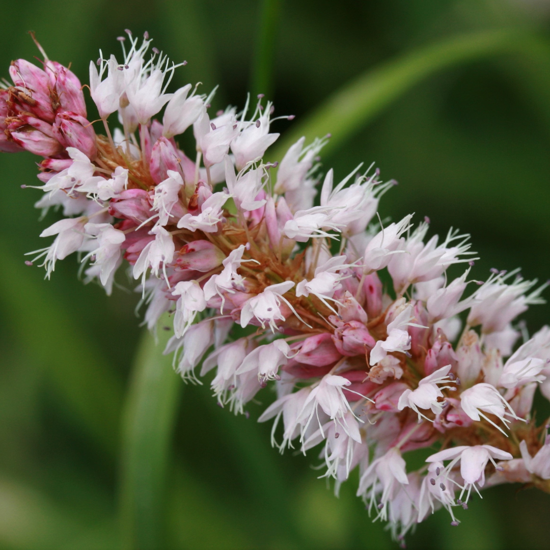 12x Persicaria aff. 'Superba' - ↕10-25cm - Ø9cm