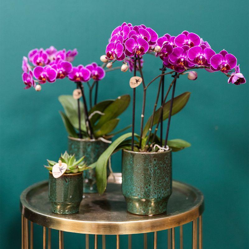 Kolibri Orchids | paarse orchideeënset in Como dish incl. waterreservoir | drie paarse orchideeën Morelia 9cm | Mono Bouquet paars met zelfvoorzienend waterreservoir