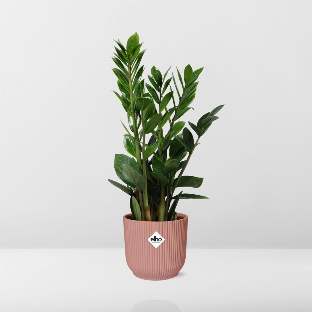 Zamioculcas – Höhe 45-50 in ELHO Vibes Falt 14cm rosa