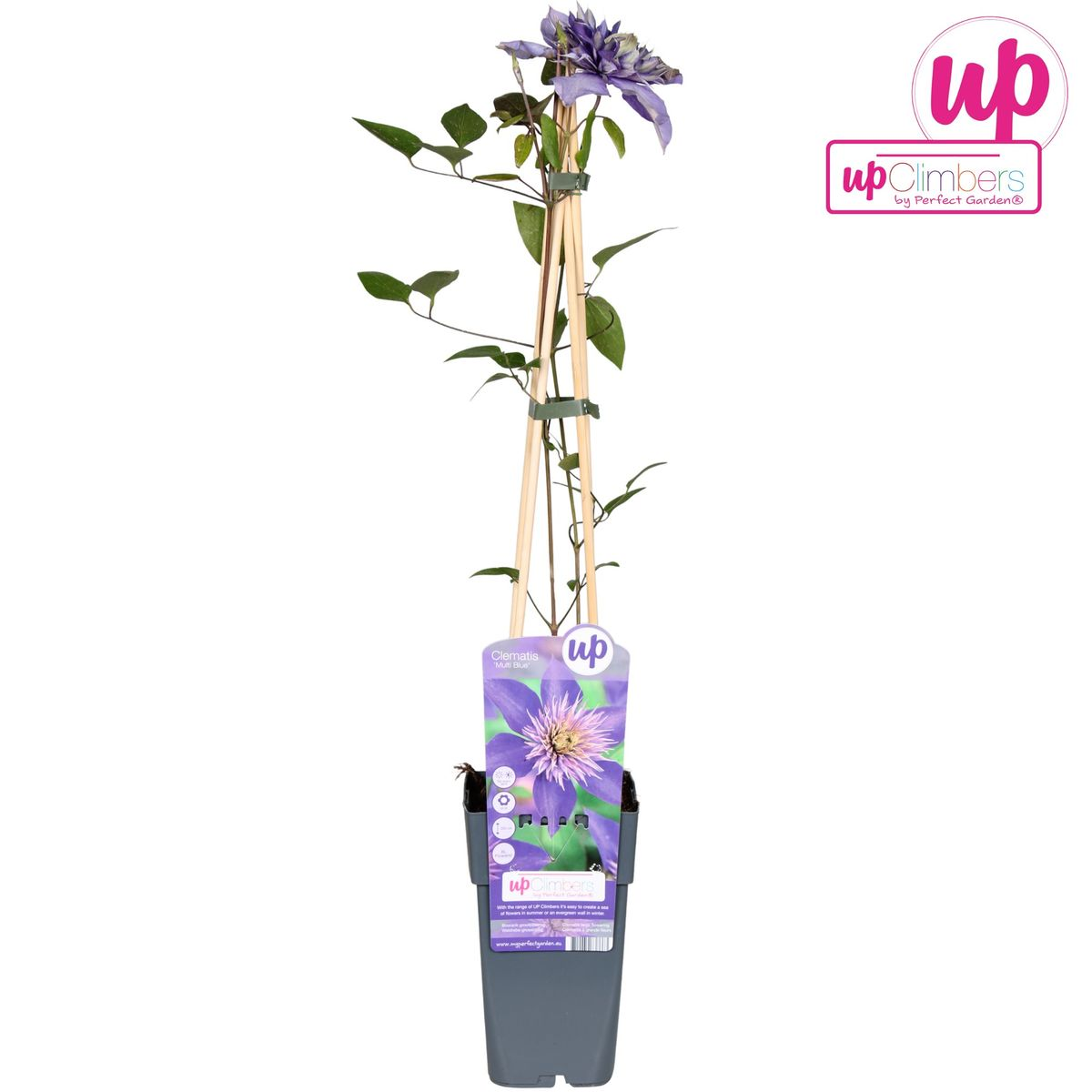 Clématite multicolore bleue - Clématite bleue - Ø15cm - ↕65cm