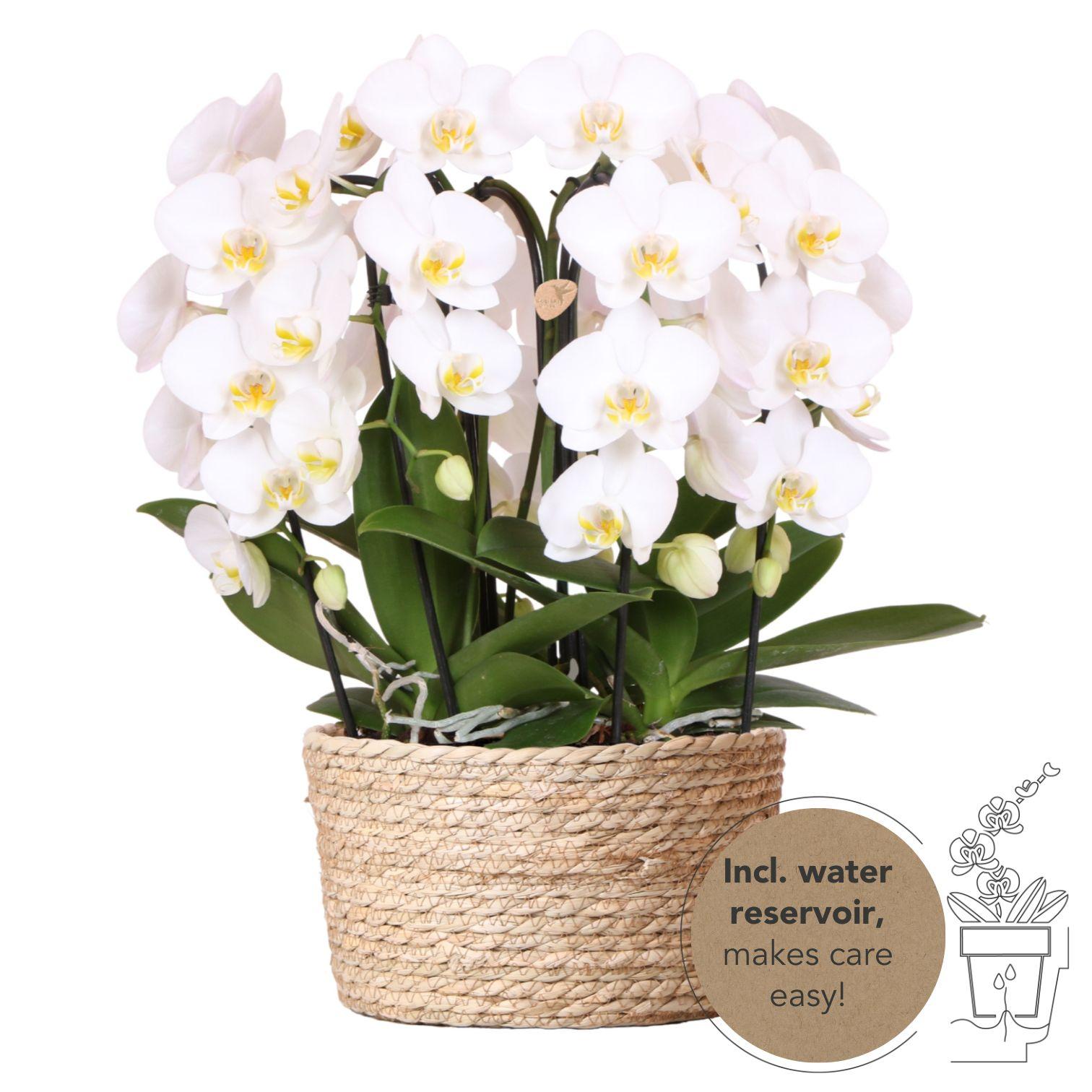 Orchidées Kolibri | Ensemble d'orchidées blanches dans un panier en roseau avec réservoir d'eau intégré | Trois orchidées blanches incurvées Niagara Falls de 12 cm | Bouquet mono blanc avec réservoir d'eau intégré