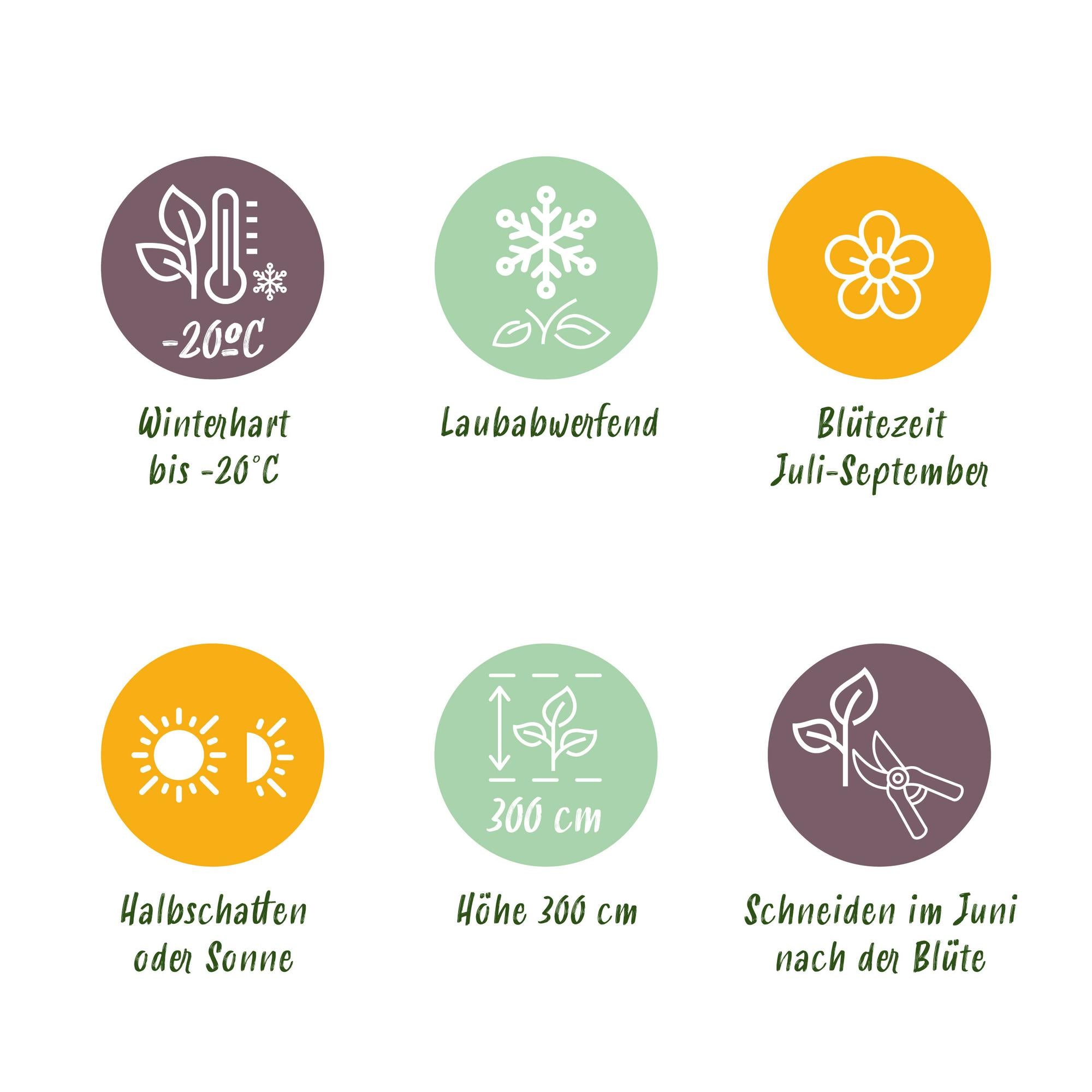 Green boutiQ – Kletterpflanze – Clematis Ville de Lyon – Rosa Blüte – Pflegeleicht – 2 Pflanzen – Topf 11 cm, Höhe 40 cm