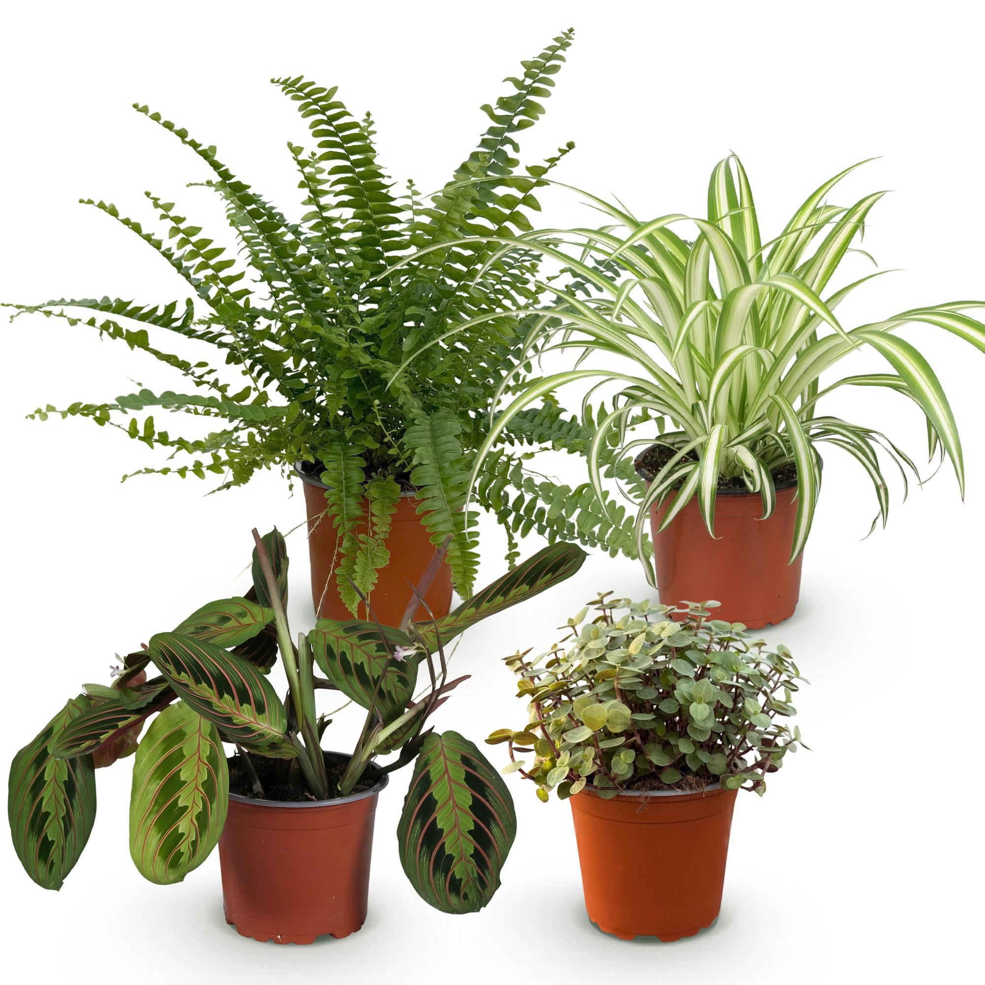 Chlorophytum - Maranta - Calissia - Nephrolepsis - Mix van 4 - Huisdiervriendelijke Planten - Groen - 4 Planten - Pot 12cm - Hoogte 25cm
