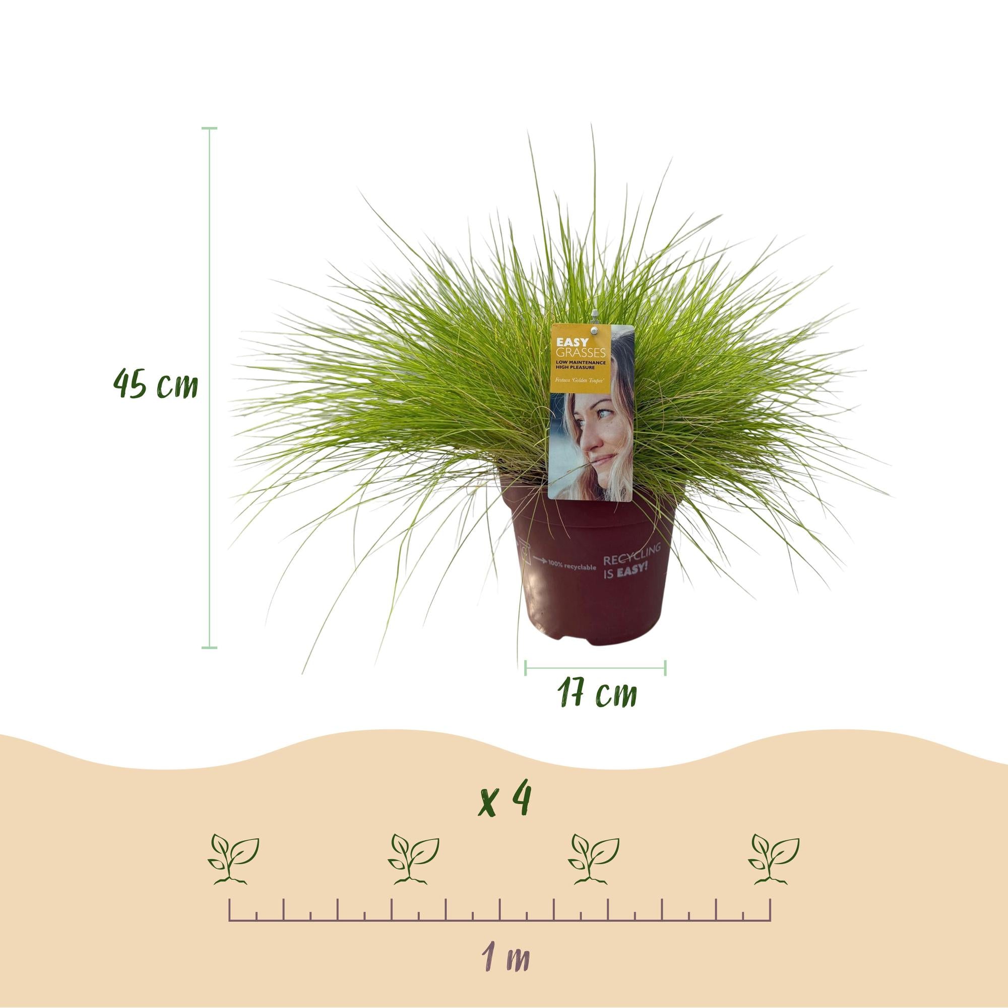 Festuca glauca Golden Toupee - Geel - 4 Planten - Bladhoudend - Weinig Onderhoud - Pot 17cm Hoogte 50cm