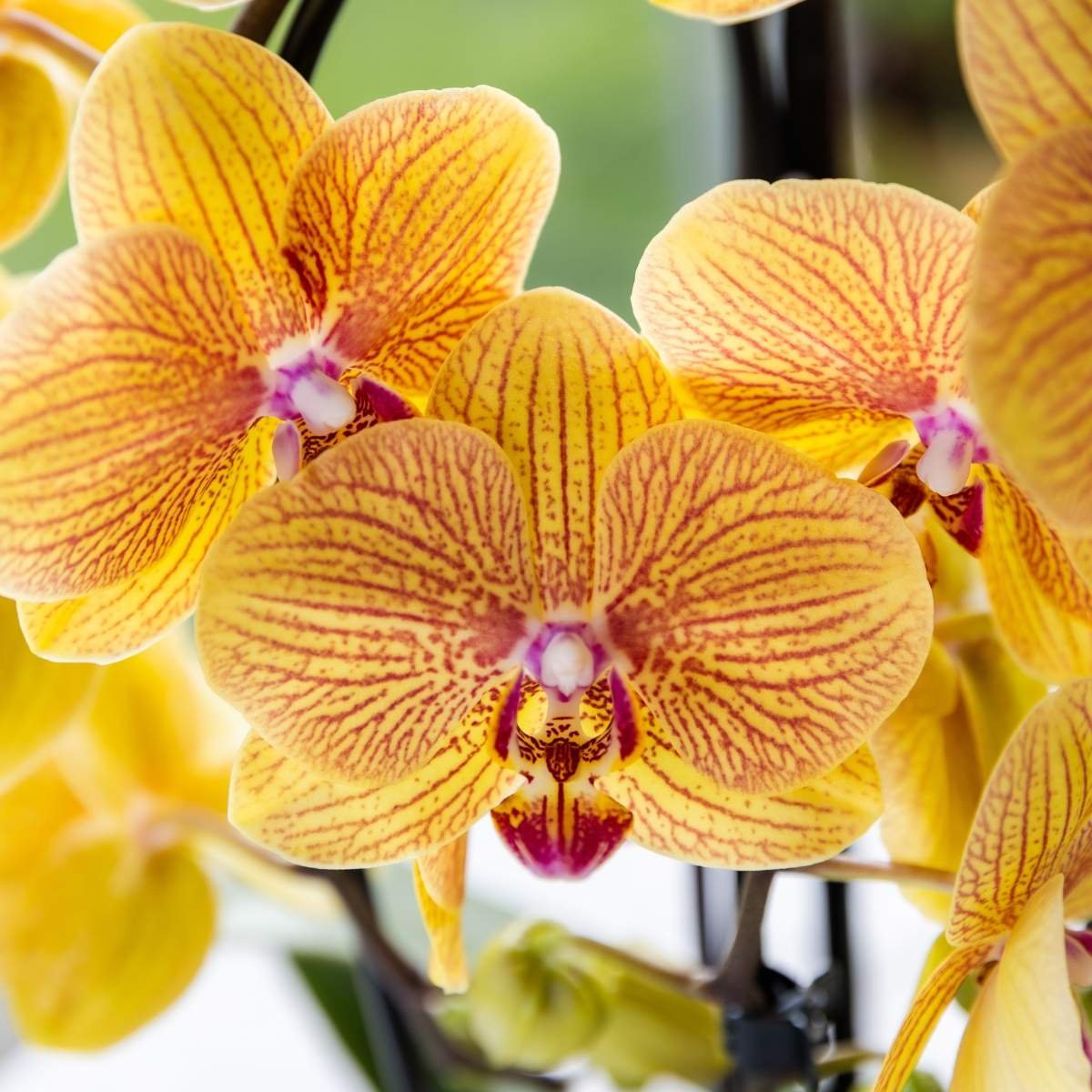 Kolibri Orchids | Combi Deal - 2 Oranje-Roze Phalaenopsis Orchideeën Niagara Fall Sunny Bunny - Ø12 cm