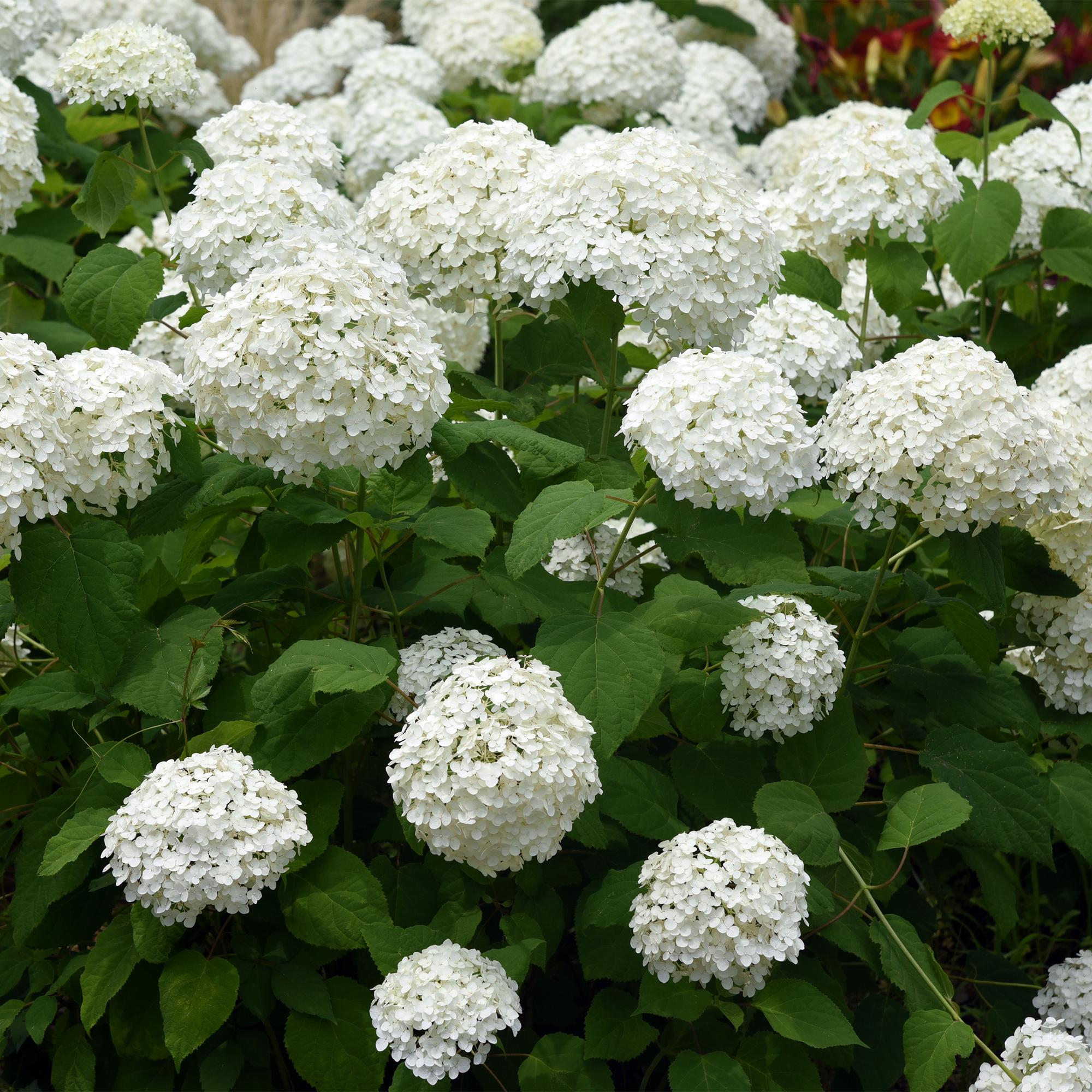 Green boutiQ – Federhortensie (Hydrangea arborescens 'Annabelle') – Weiße Blüten – 3 Pflanzen – 1 m² – Laubabwerfend – Große Blüten – Topf: 17 cm, Höhe: 50 cm