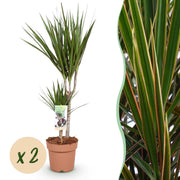 Dracaena Marginata - Drakenbloedboom - Weinig onderhoud - Groen - 2 Planten - Pot 17cm - Hoogte 70-80cm