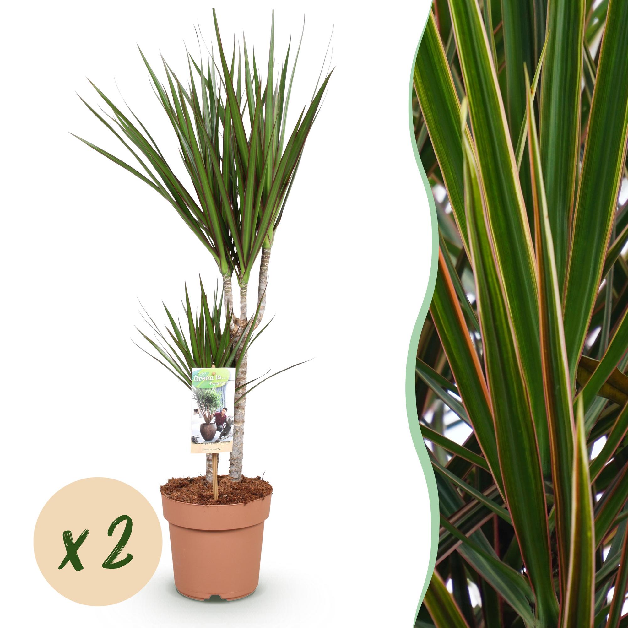 Dracaena Marginata - Drakenbloedboom - Weinig onderhoud - Groen - 2 Planten - Pot 17cm - Hoogte 70-80cm