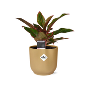 Aglaonema Crete in ELHO Vibes Fold 14cm geel